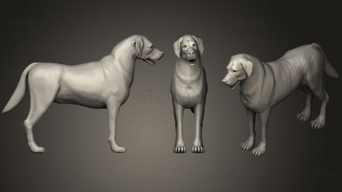 3D model Dog Mutt D (STL)